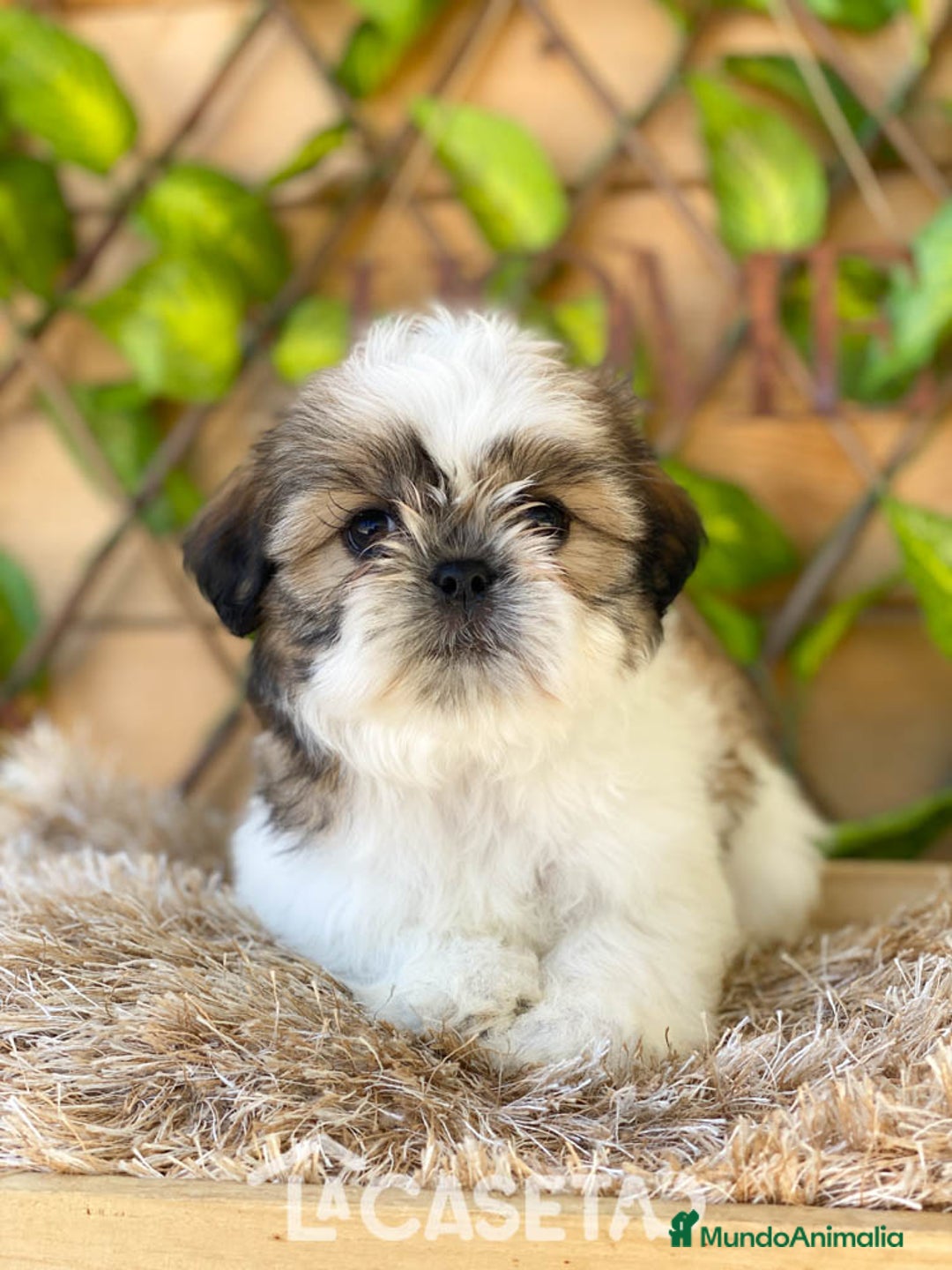 Shih Tzu perros en venta: Camada de Yadira  - Imagen 5