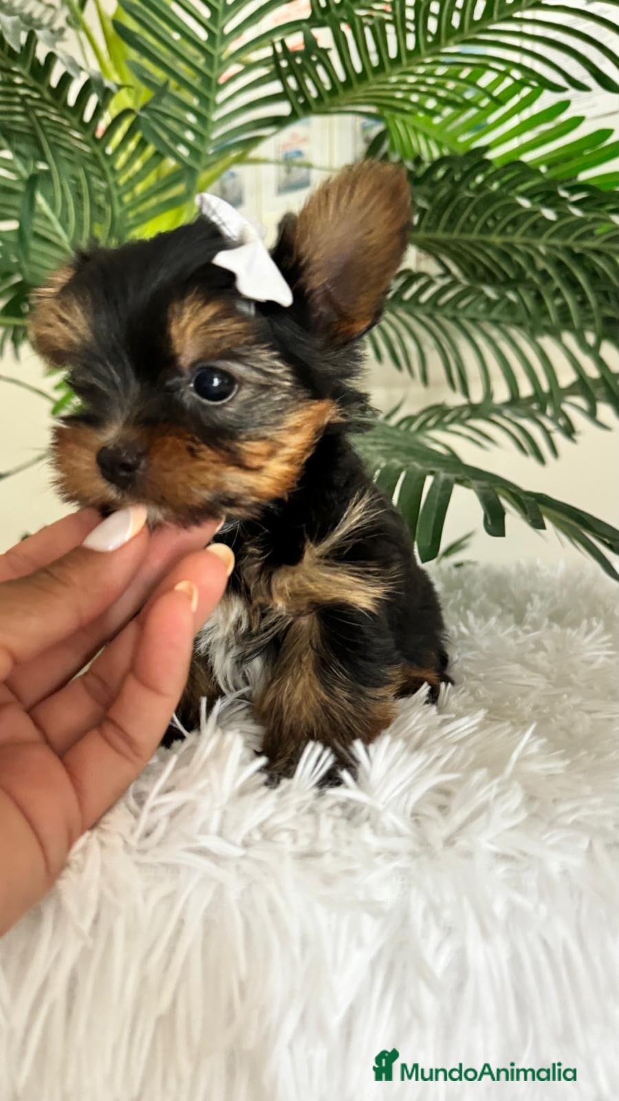 Yorkshire Terrier perros YORKSHIRE TERRIER - Anuncio 2