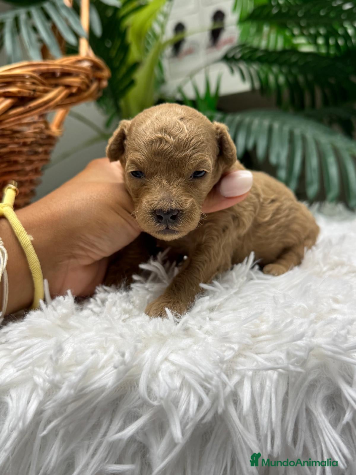 Caniche Toy perros en venta: CANICHE HEMBRA - Anuncio 7