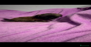 Shih Tzu perros - Anuncio 5