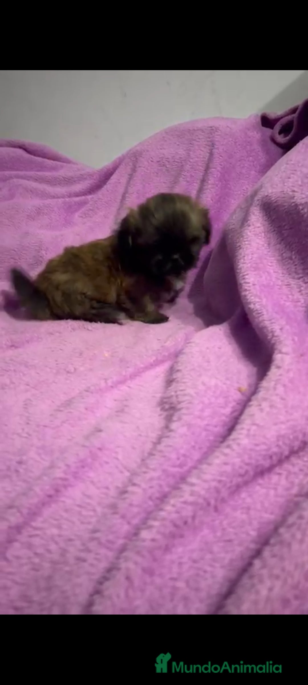 Shih Tzu perros en venta: Shitzu última hembra!! - Anuncio 2