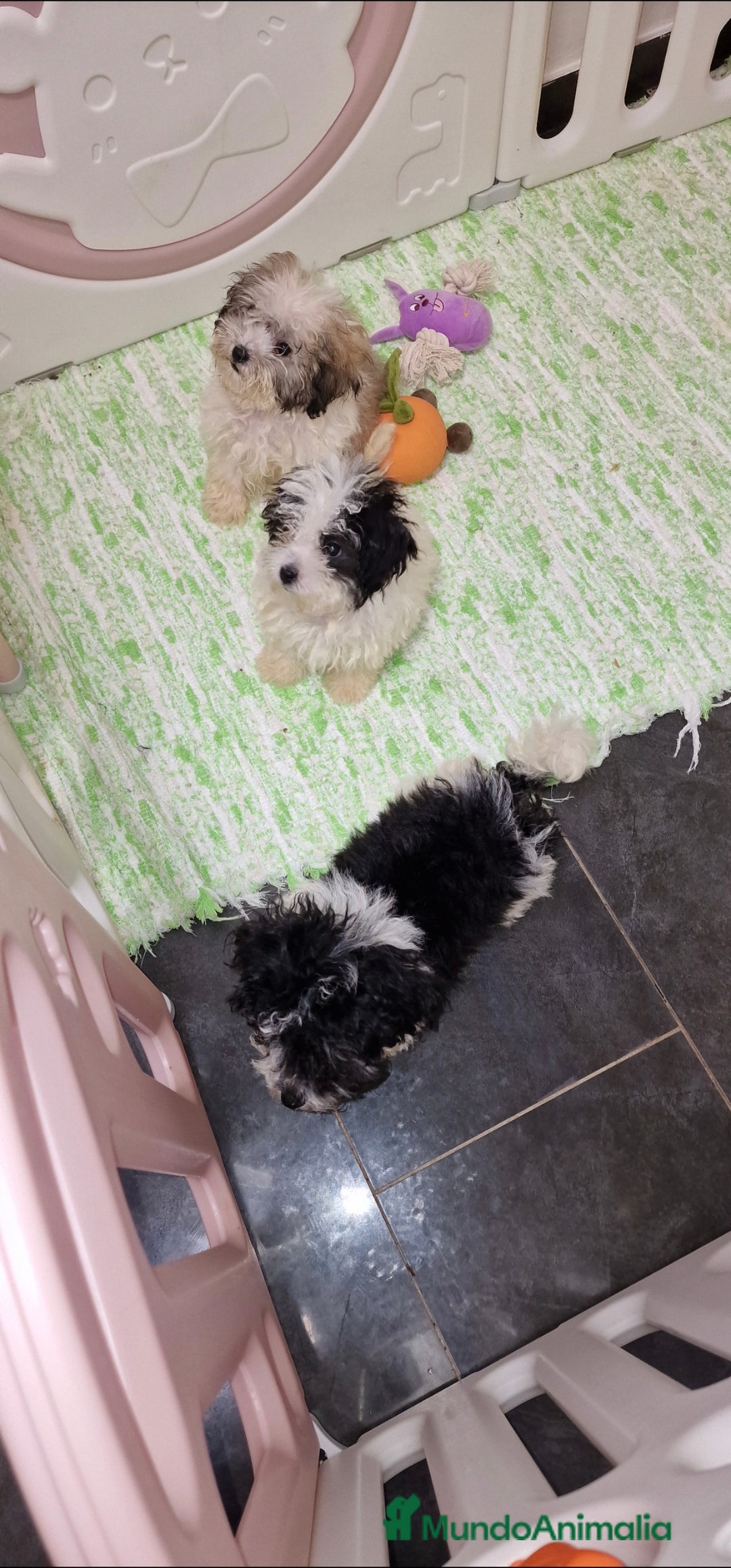 Caniche Toy perros en venta: CANICHE TOY PARTICOLOR MACHOS - Imagen 4