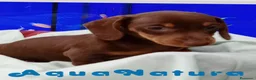 Teckel perros en venta: Teckel Hembra de Kily y Tilo 7008 - AQUANATURA en Barcelona - Anuncio 4