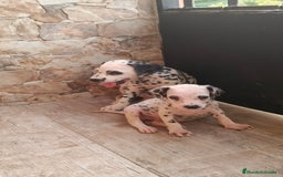 Dálmata perros en venta: Dalmata  - Imagen 2