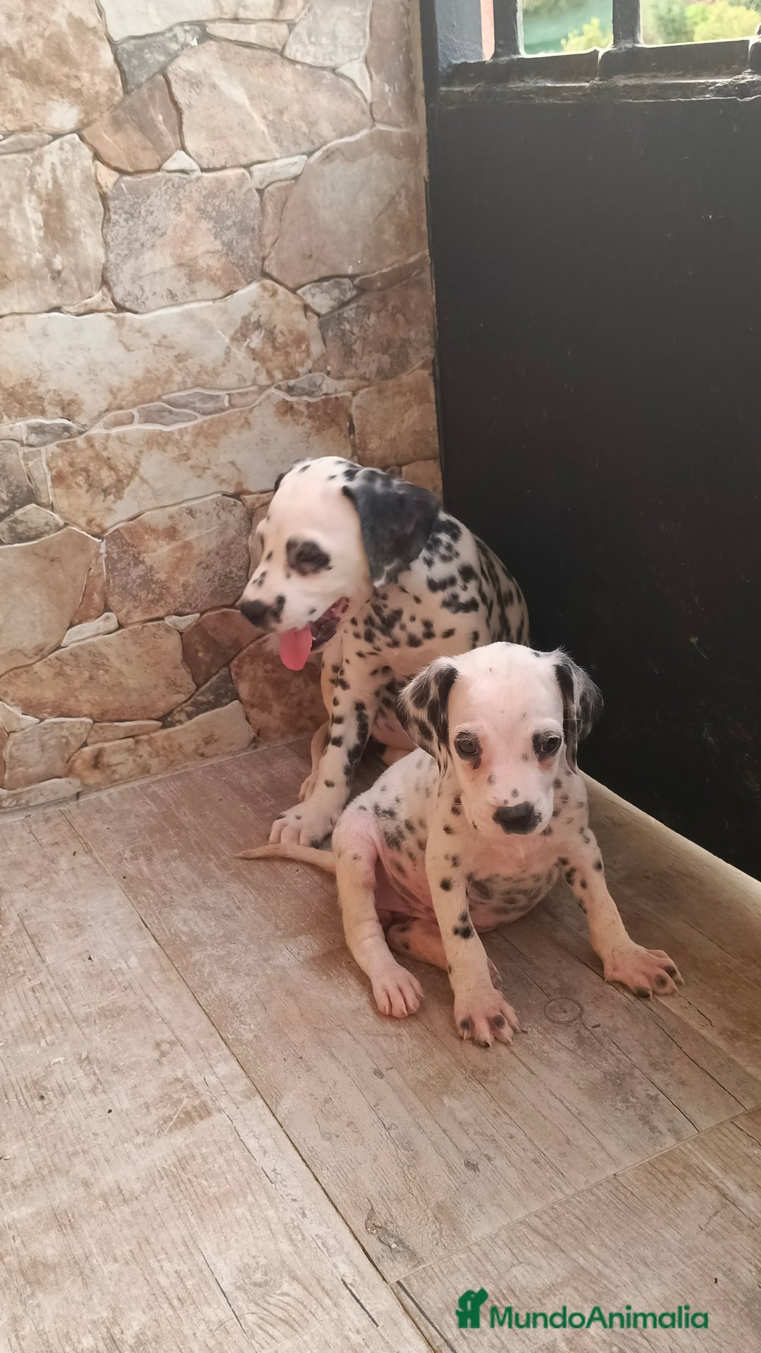 Dálmata perros en venta: Dalmata  - Imagen 2