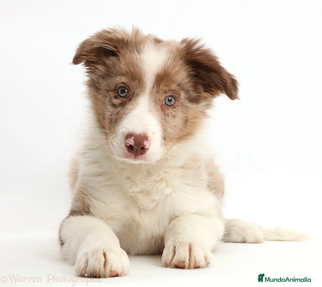 Border Collie perros en venta: BORDER COLLIE DESDE 350 € !! LLÁMENOS - Anuncio 7