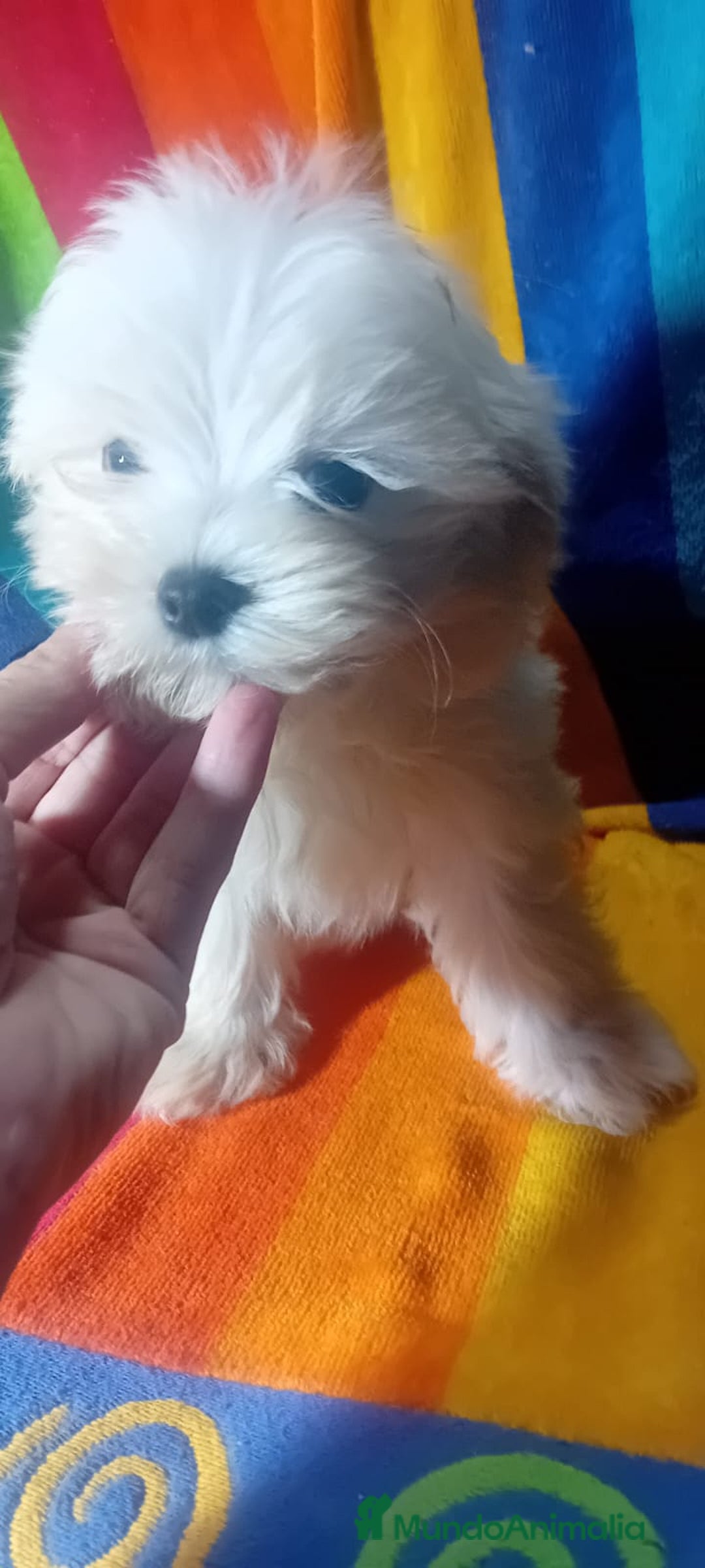 Bichón Maltés perros en venta: Maltés coreano toy ✨✨✨👈👈👈☎️ - Imagen 3