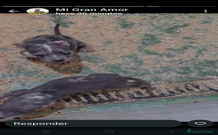 American Pit Bull Terrier perros - Anuncio 3