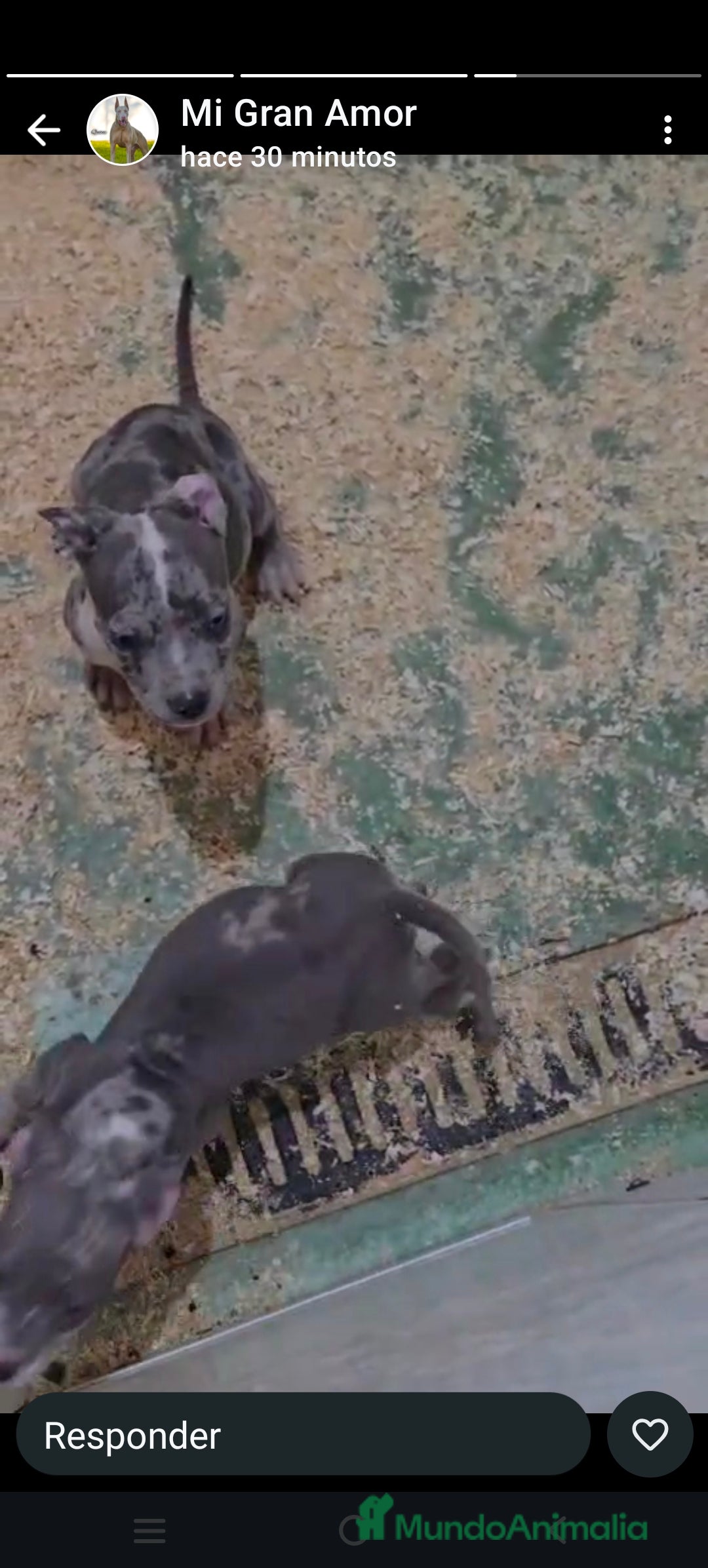 American Pit Bull Terrier perros en venta: Macho de pibbut merle  - Imagen 1