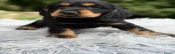 Cocker Spaniel Inglés perros en venta: COCKER SPANIEL INGLÉS BLACK AND TAN - Anuncio 4