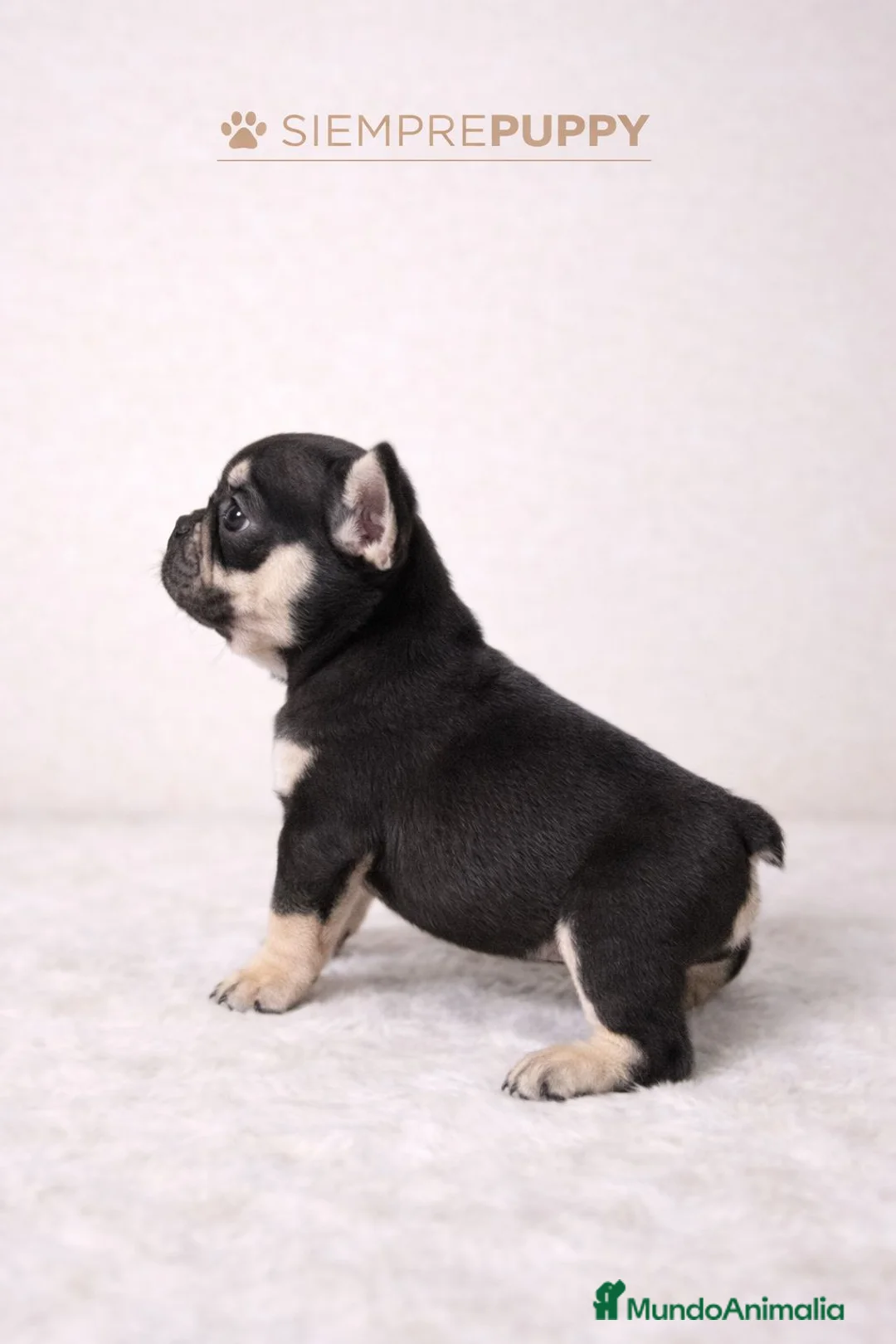 Bulldog Francés perros en venta: BULLDOG FRANCÉS EXÓTICO - Anuncio 2