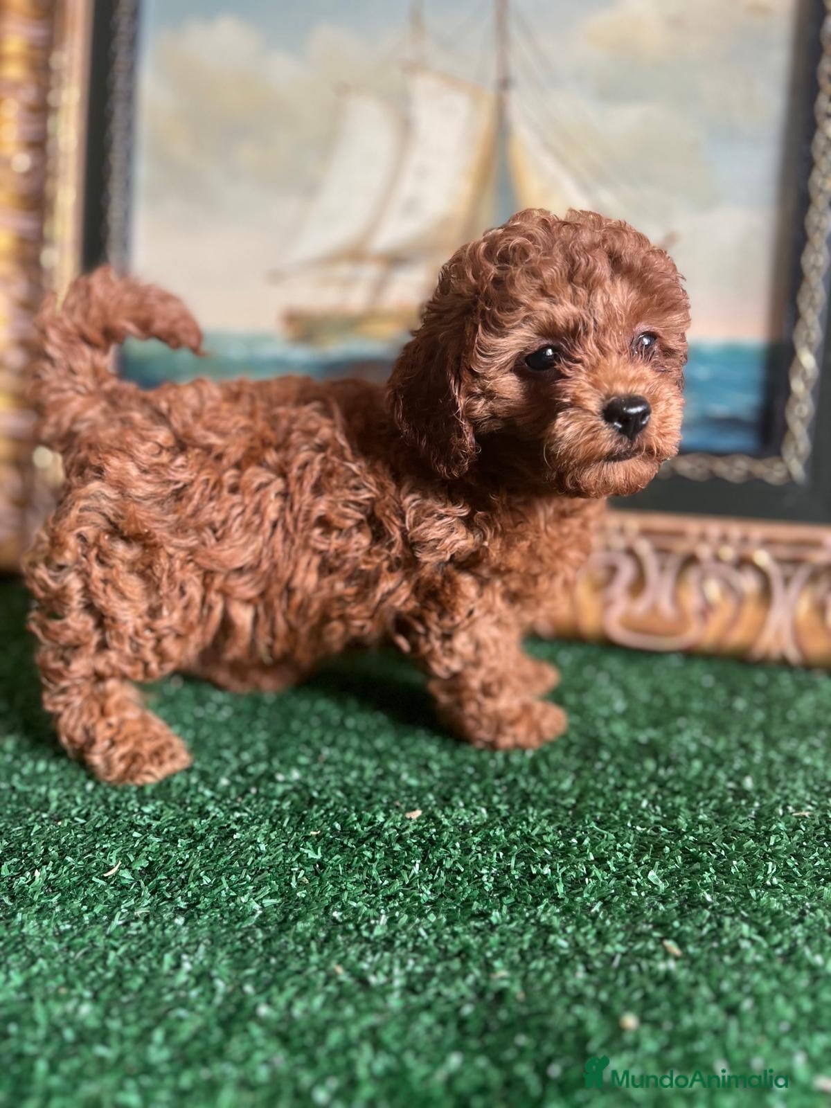 Caniche Toy perros Preciosa hembra de caniche toy  - Anuncio 4