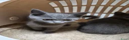 Británico de Pelo Corto Azul gatos en venta: Gatitas de brithis shorthai,   - Anuncio 4