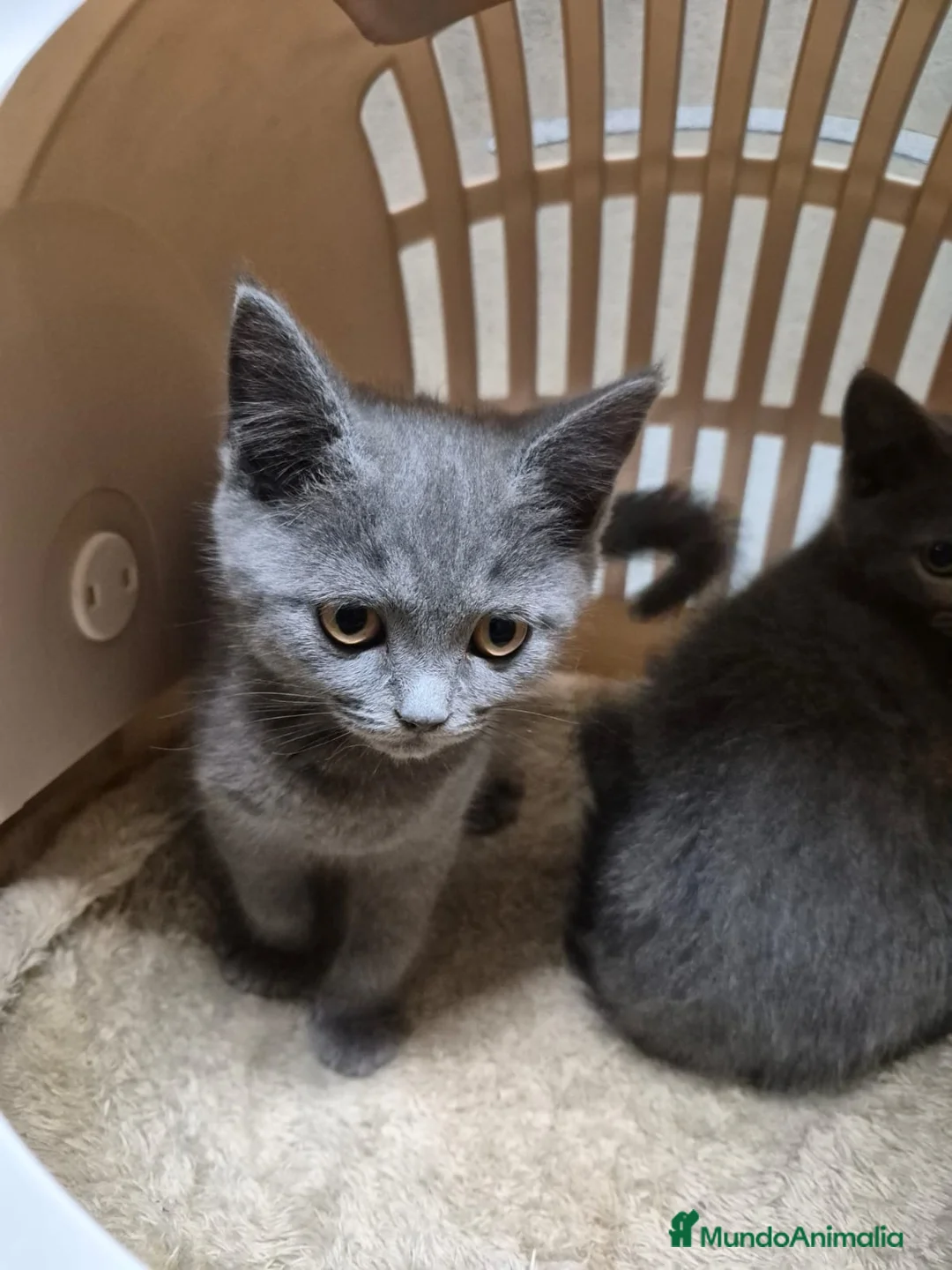 Británico de Pelo Corto Azul gatos en venta: Gatitas de brithis shorthai,   - Anuncio 4