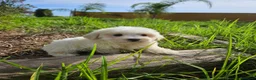 Bichón Maltés perros en venta: Bichon maltés precio real - Anuncio 7