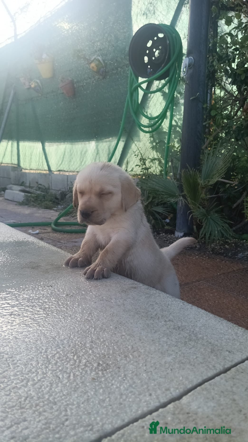 Labrador Retriever perros Espectacular macho de Labrador retriever🐶🐾  - Anuncio 1