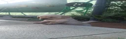 Labrador Retriever perros en venta: Espectacular macho de Labrador retriever🐶🐾  - Anuncio 1