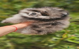 Pomerania perros en venta: Hembra Merle  - Imagen 3