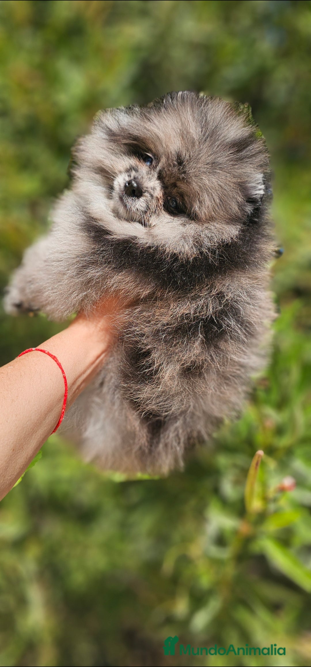 Pomerania perros en venta: Hembra Merle  - Imagen 3