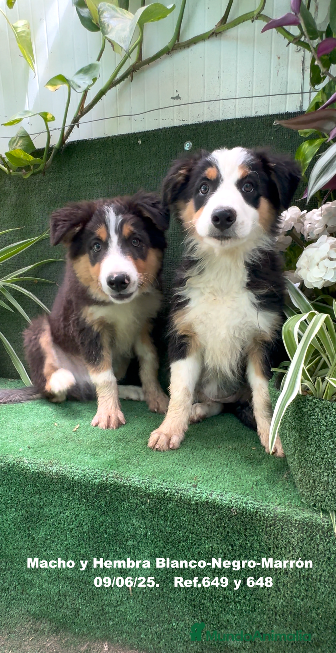 Border Collie perros en venta: BORDER COLLIE TRICOLOR - Imagen 10