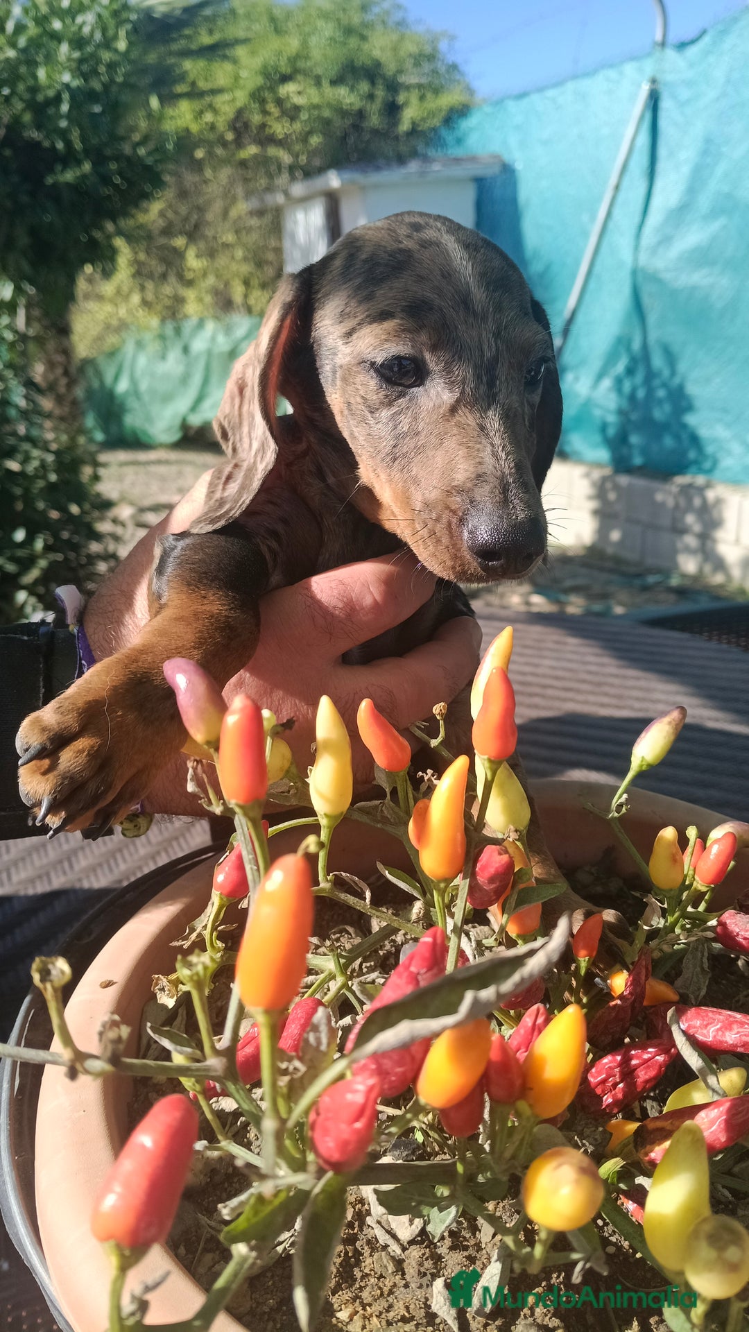 Teckel perros en adopcion: Teckel mini macho  - Anuncio 3