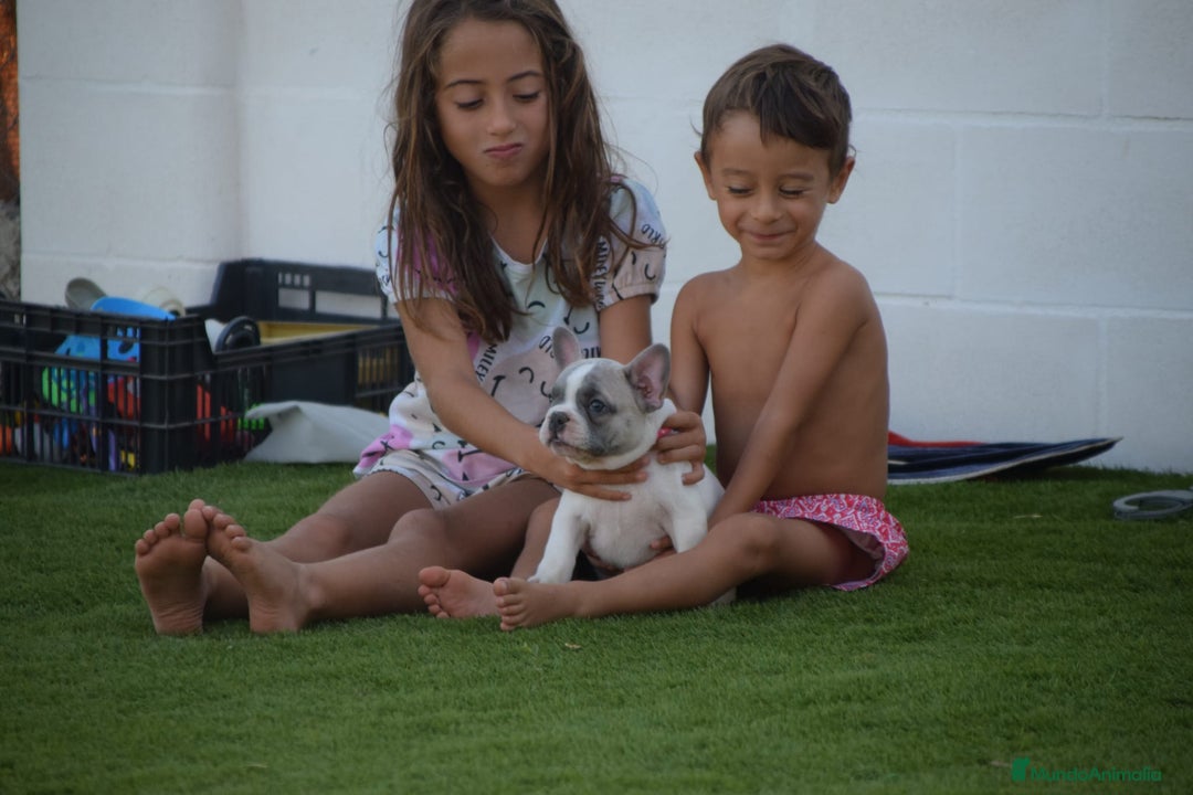 Bulldog Francés perros en venta: Bulldog francés exótico distintos colores - Imagen 1