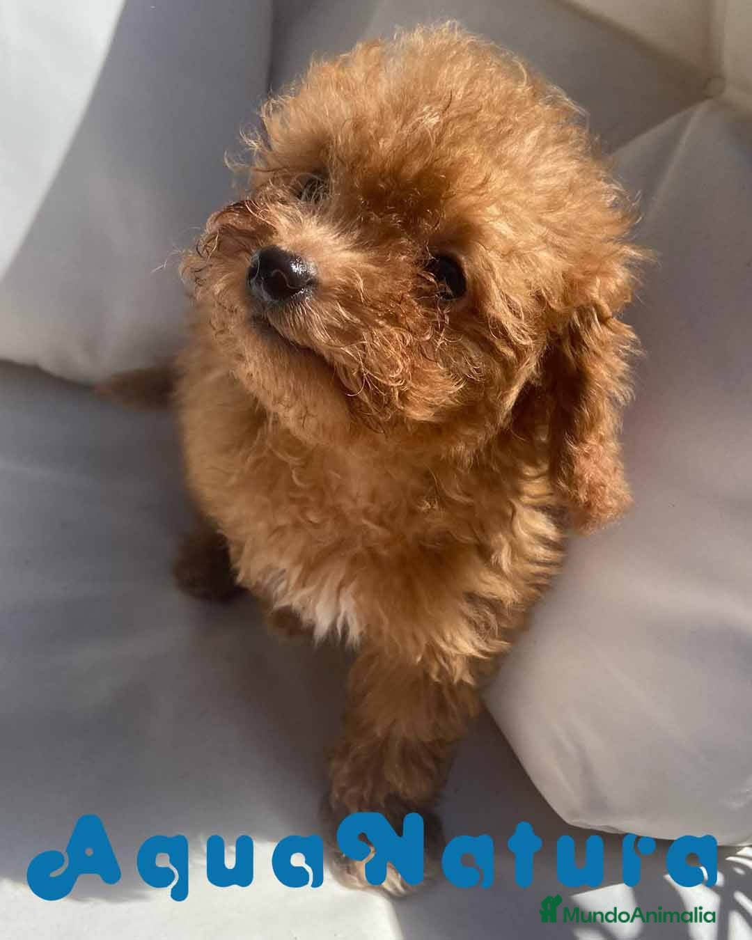 Caniche Enano perros Caniche Macho 6239 - AQUANATURA en Barcelona - Anuncio 25