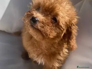 Caniche Enano perros Caniche Macho 6239 - AQUANATURA en Barcelona - Anuncio 15