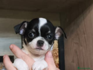 Chihuahua perros Línea rusa - Anuncio 28