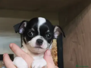 Chihuahua perros Línea rusa - Anuncio 12