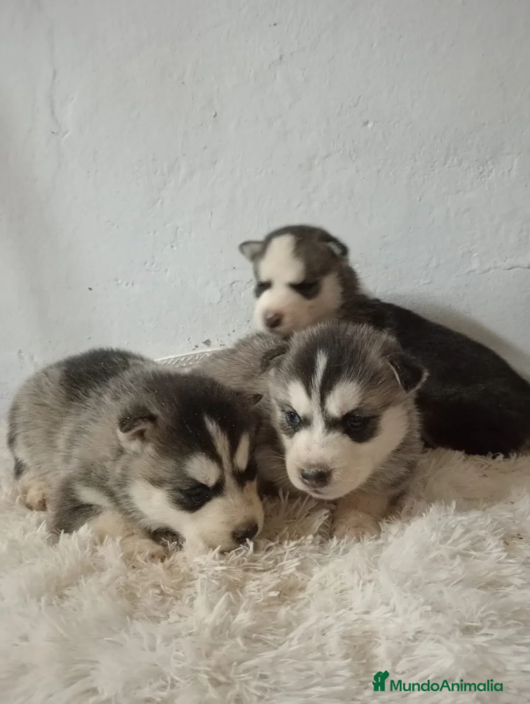 Husky Siberiano perros en venta: Husky siberiano  - Anuncio 9
