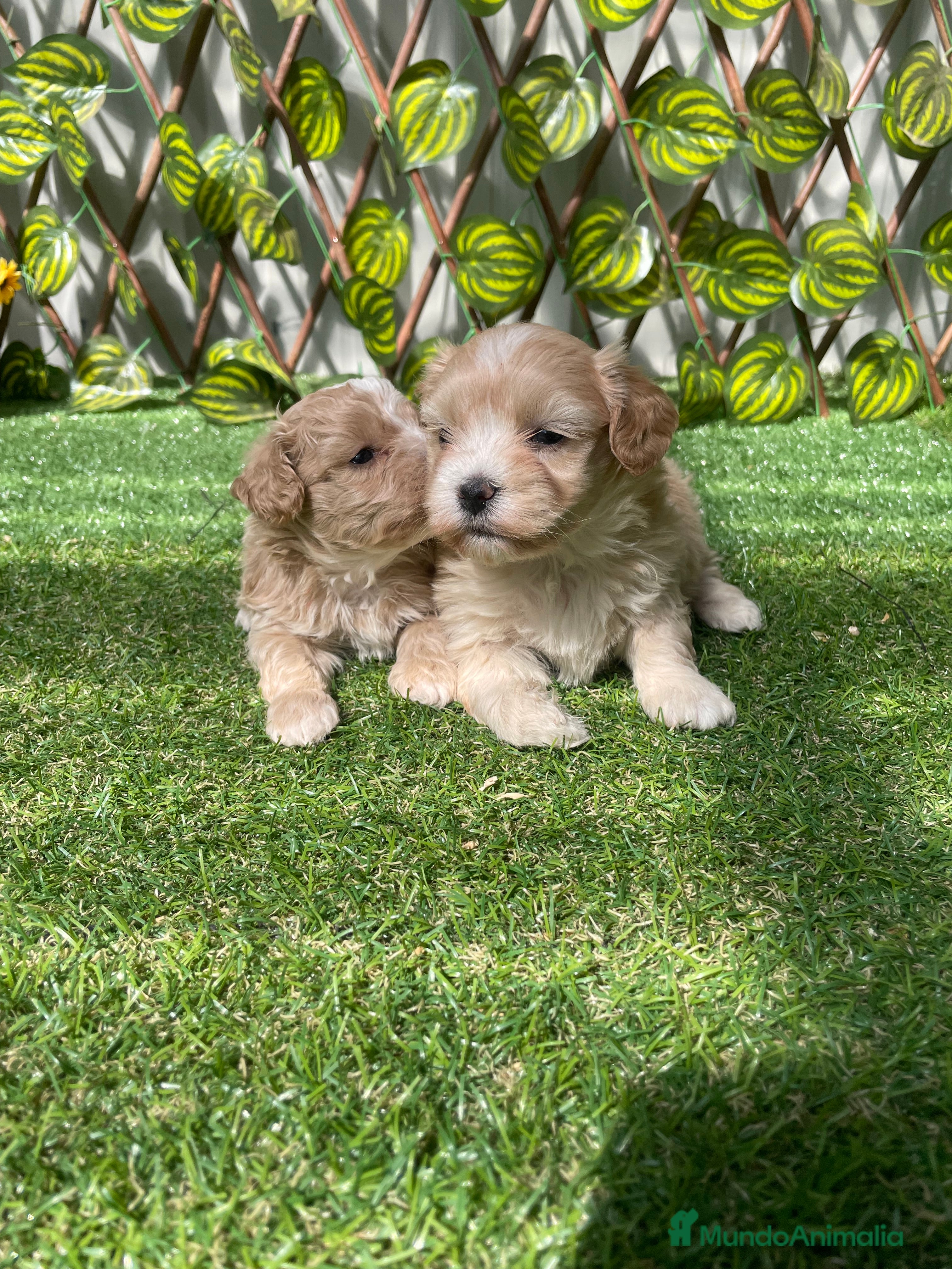 Maltipoo perros Camada de maltipoo en Almería - Anuncio 7