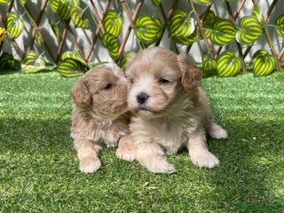 Maltipoo perros en Almería - Anuncio 13