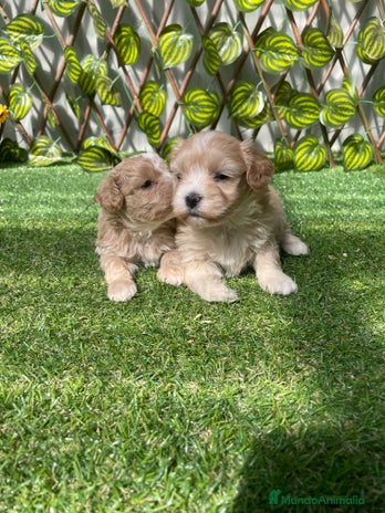 Maltipoo perros en Almería - Anuncio 15