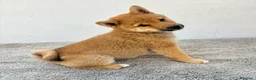 Shiba Inu perros en venta: Shiba Inu Hembra - Anuncio 18