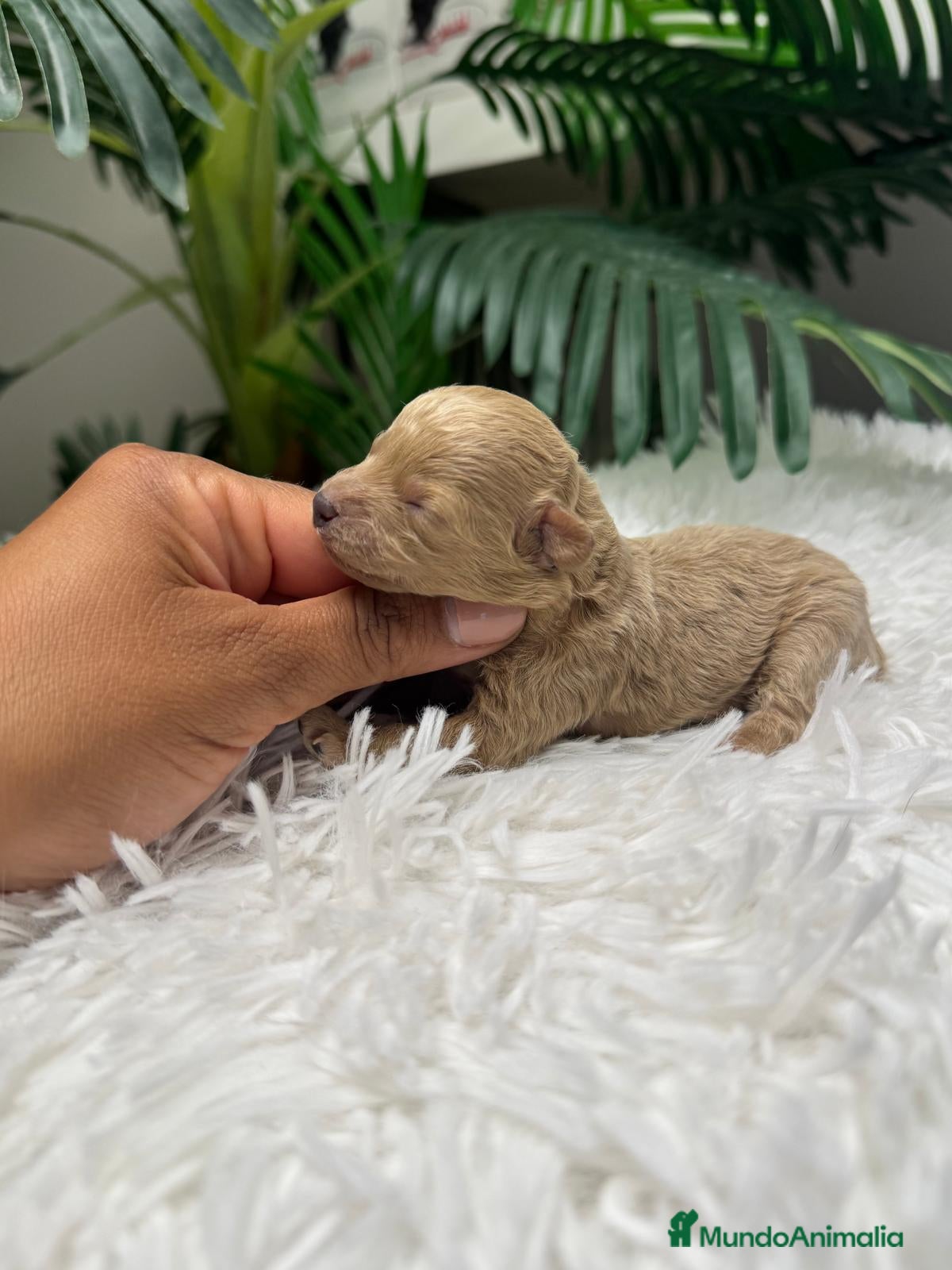Caniche Toy perros CANICHE TOY - Anuncio 1