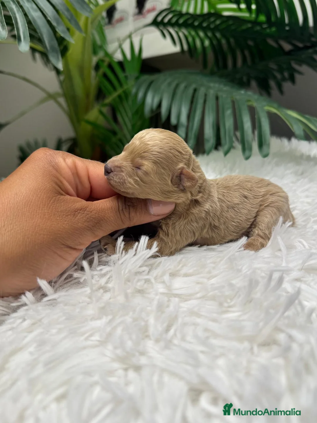 Caniche Toy perros en venta: CANICHE TOY - Anuncio 1