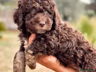 Perro de Agua Español perros Perro de Agua - Anuncio 4