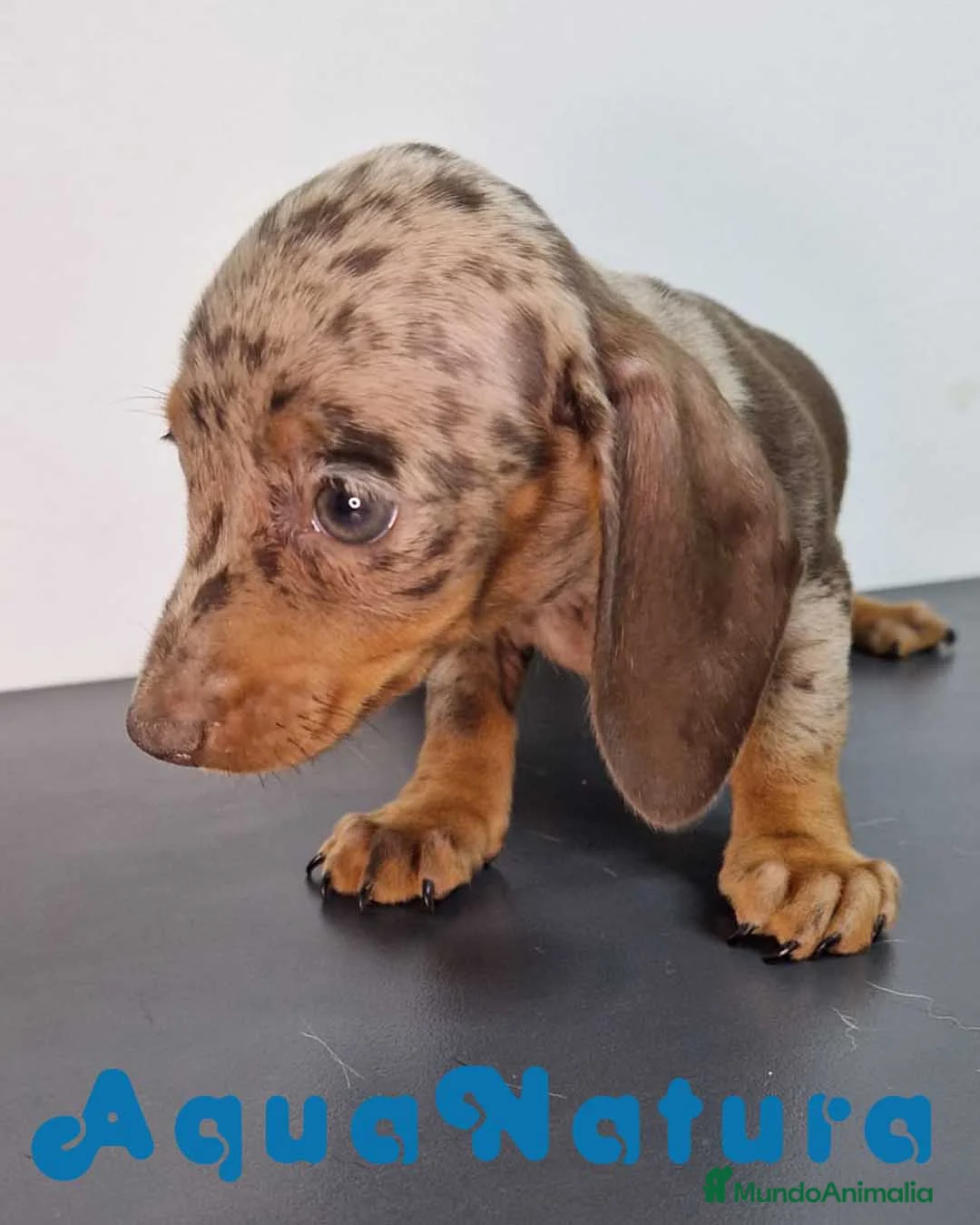 Teckel Miniatura perros en venta: Teckel Hembra 9069 - AQUANATURA en Barcelona - Anuncio 2