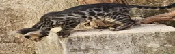 Bengalí gatos en venta: Bengali - Anuncio 1