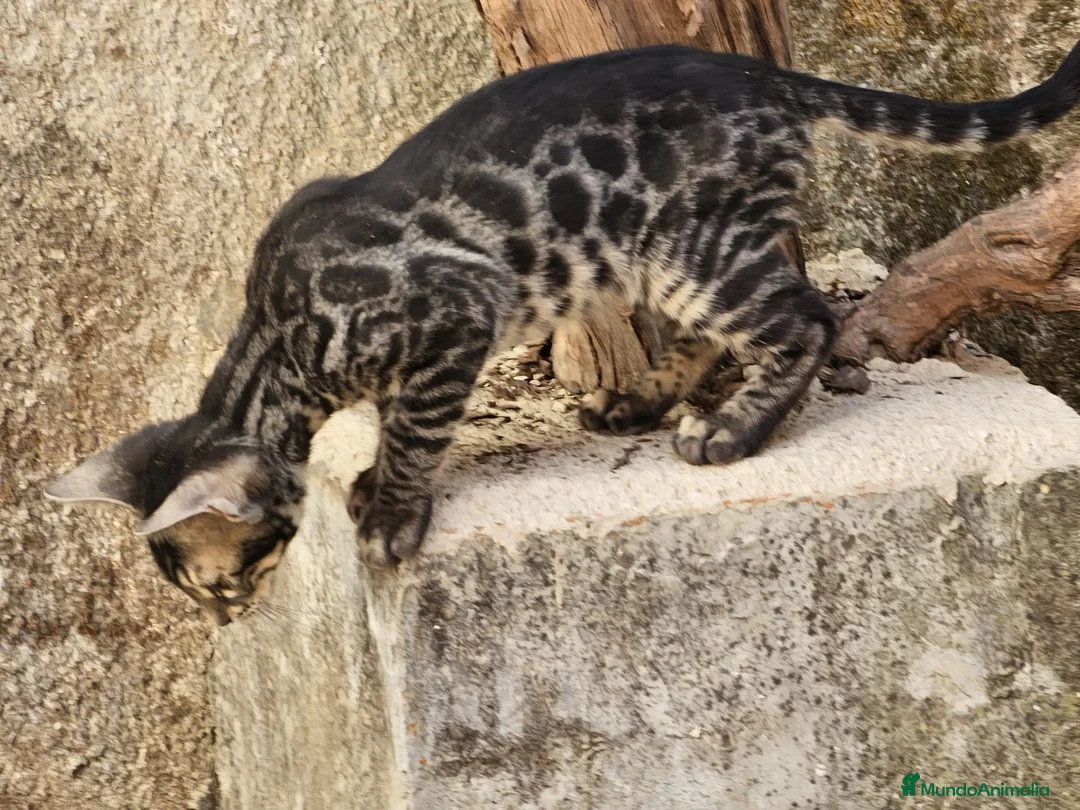 Bengalí gatos en venta: Bengali - Anuncio 1