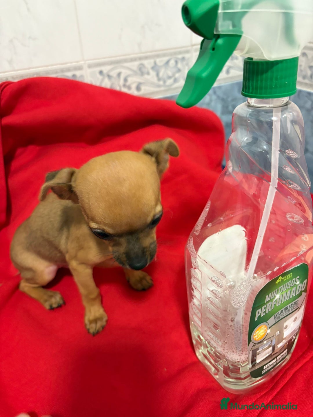 Chihuahua perros en venta: Chihuahua toy cabeza manzana  - Anuncio 2