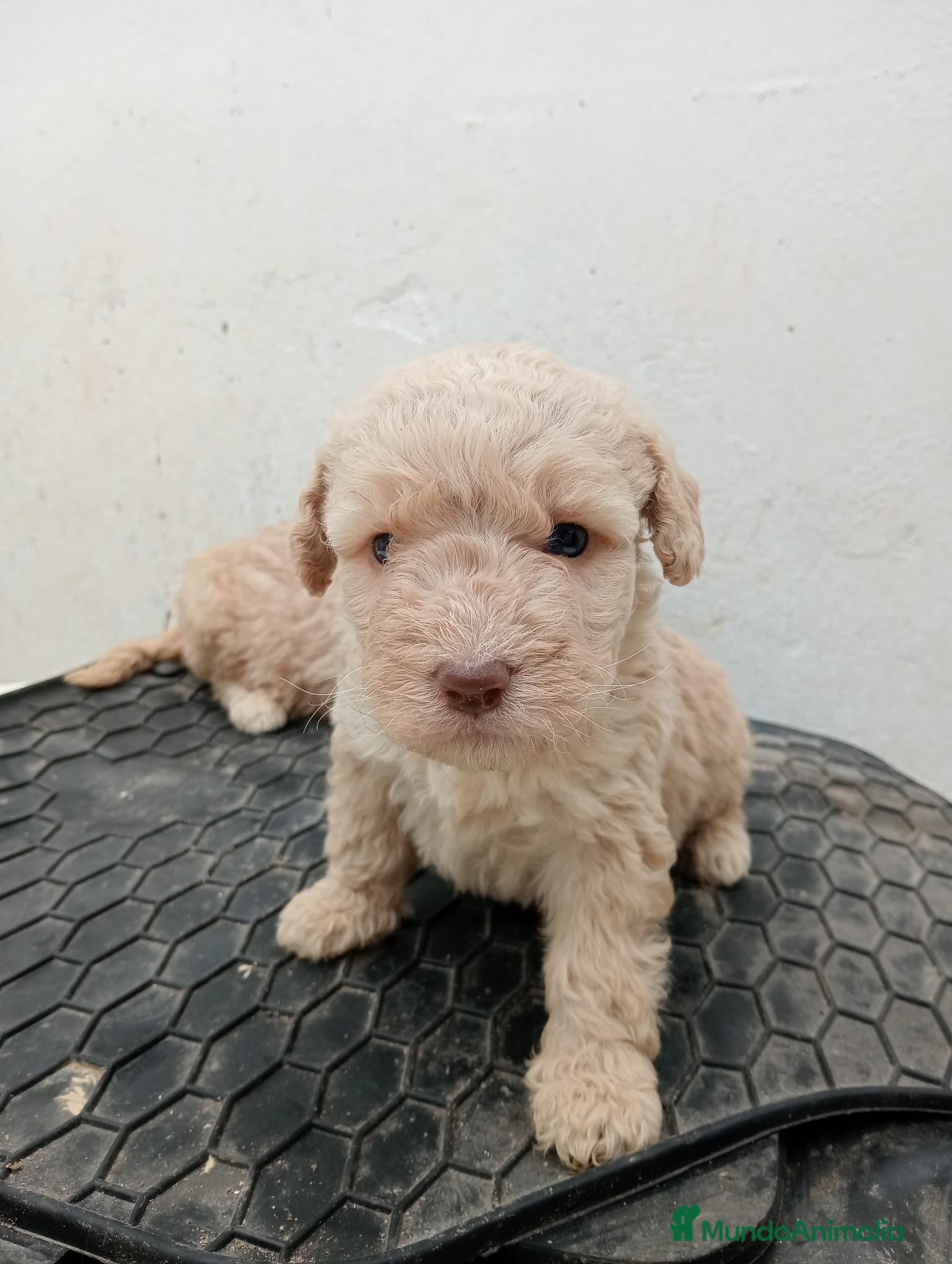 Perro de Agua Español perros Perro de agua  - Anuncio 1