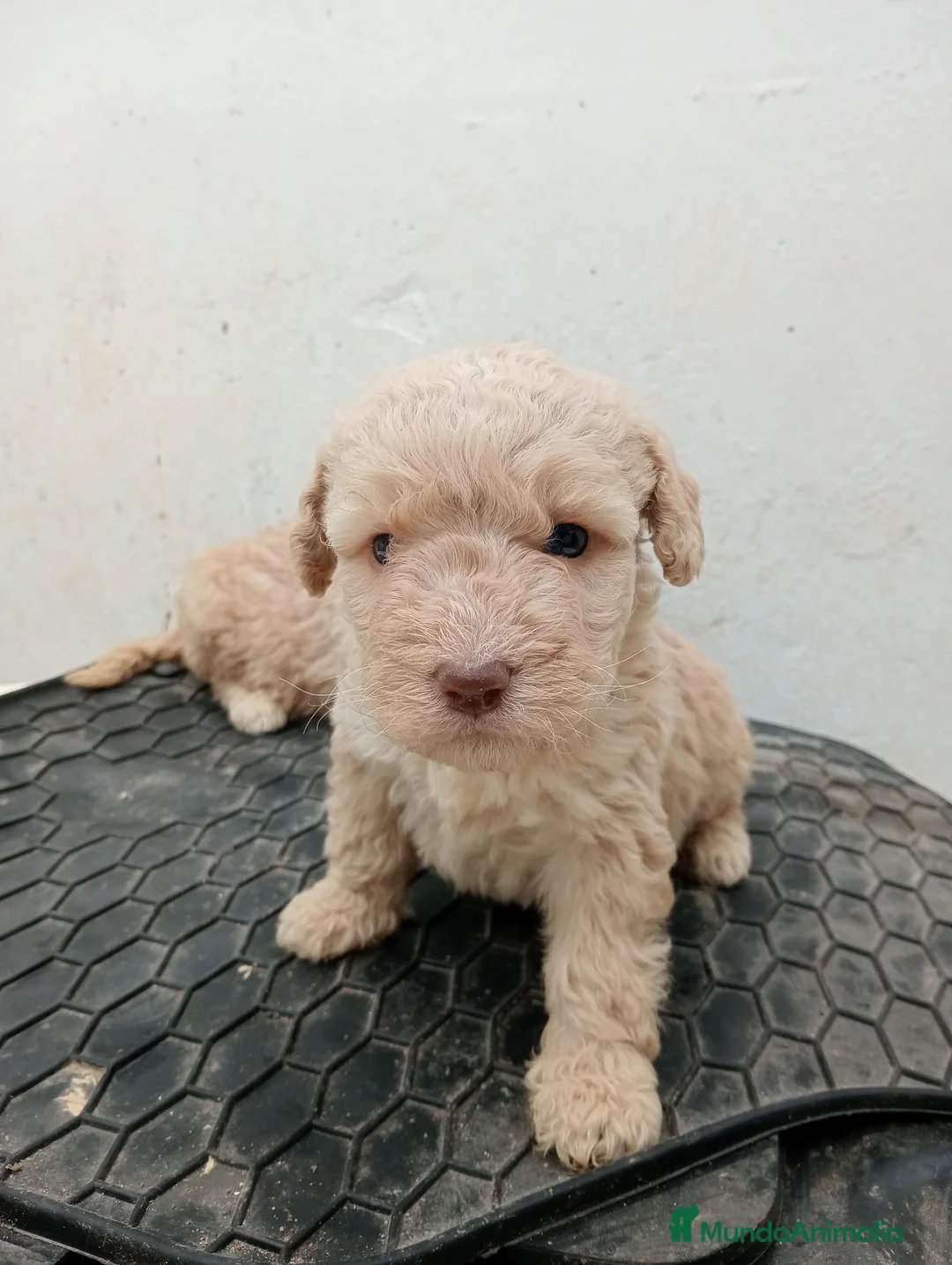 Perro de Agua Español perros en venta: Perro de agua  - Anuncio 1