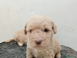 Perro de Agua Español perros Perro de agua - Anuncio 1