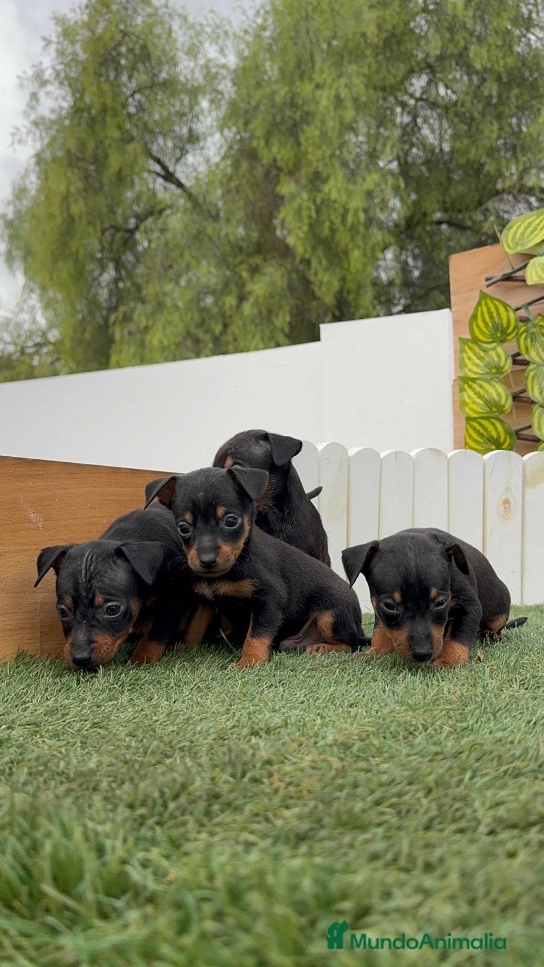 Pinscher Miniatura perros en venta: PINSCHER MUNIATURA - Imagen 13