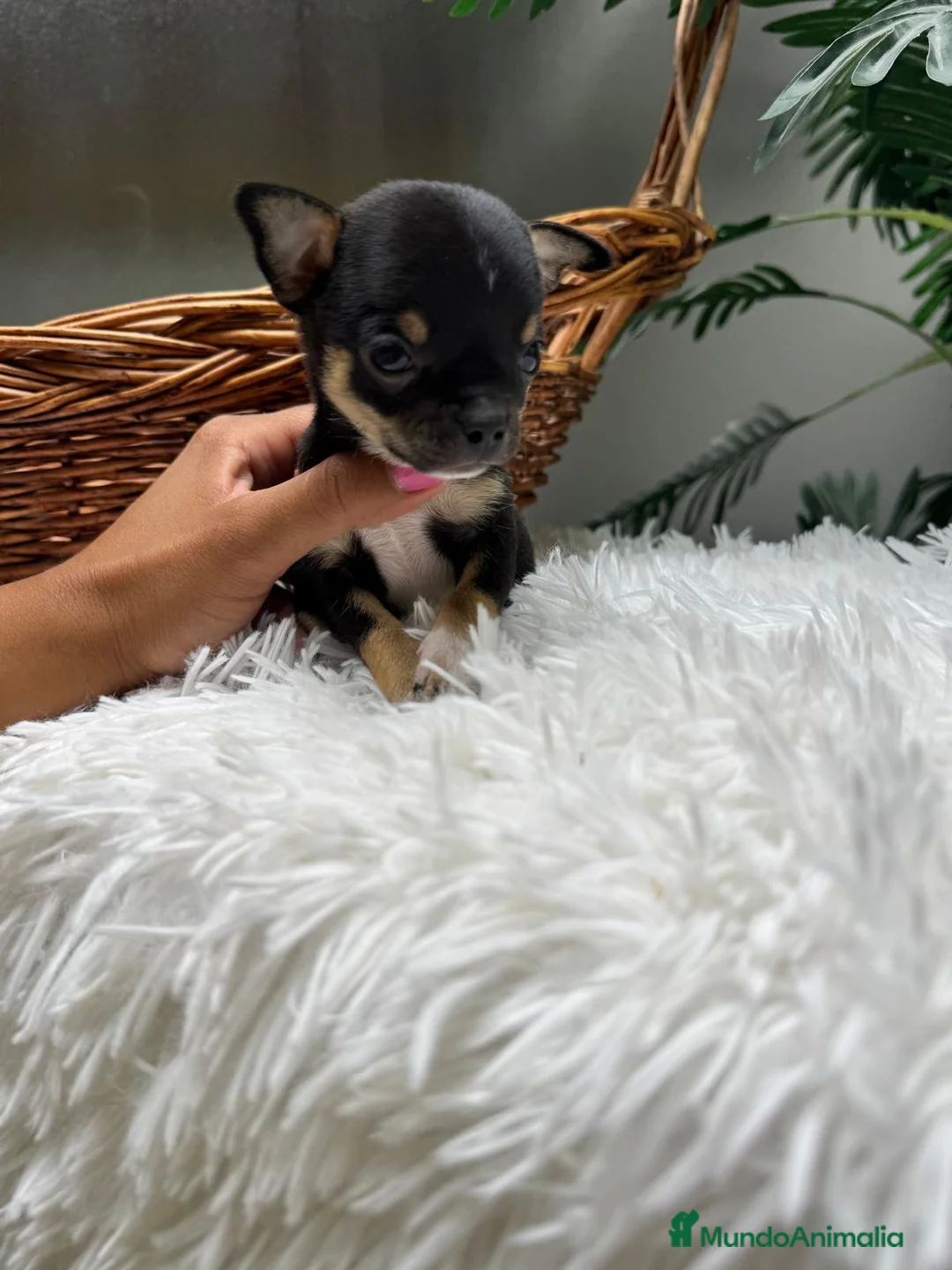 Chihuahua perros en venta: CHIHUAHUA 💙 - Anuncio 17