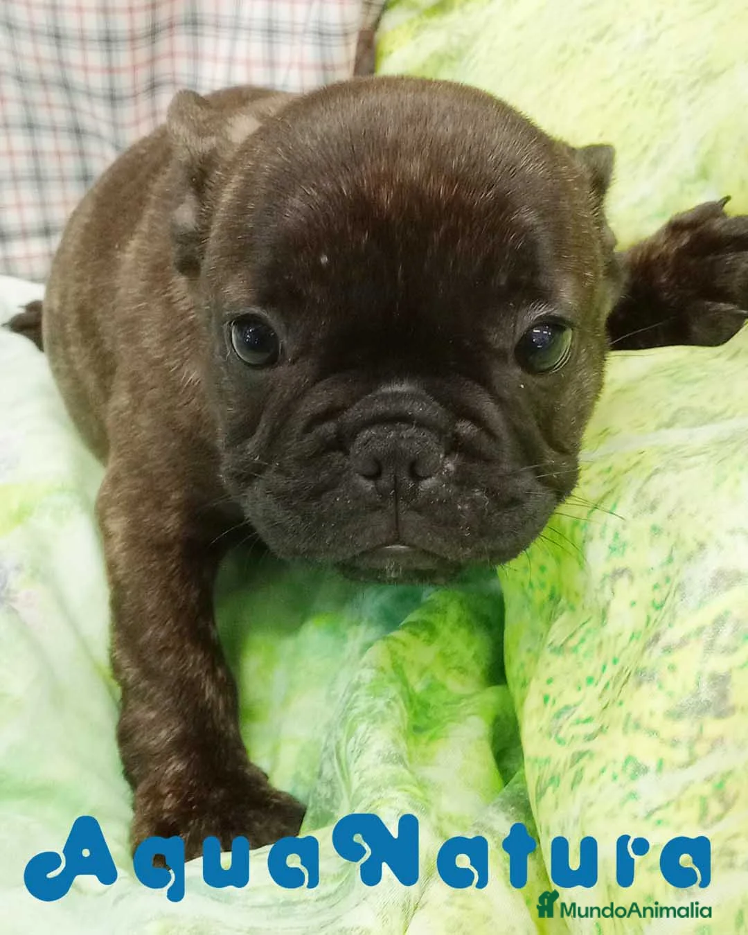 Bulldog Francés perros en venta: Camada BULLDOG FRANCES disponible - AQUANATURA en Barcelona - Anuncio 1
