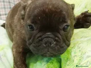 Bulldog Francés perros Camada BULLDOG FRANCES disponible - AQUANATURA en Barcelona - Anuncio 10