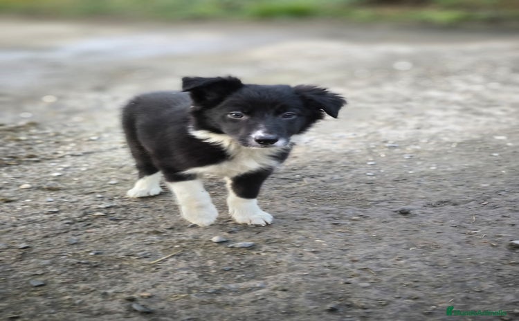 Border Collie perros - Anuncio 1